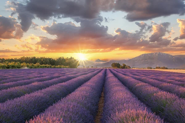 Plateau de Valensole